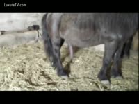 Naughty bitch gives a horse handjob